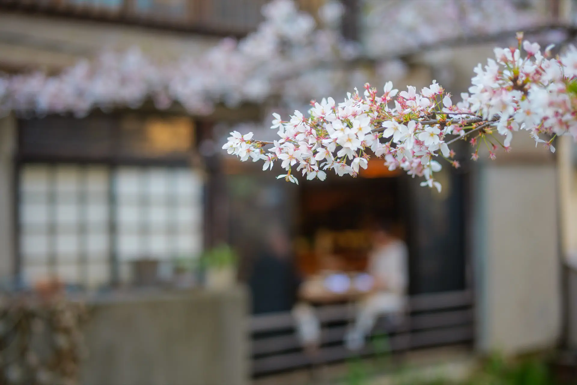 LUMIX S5II + LUMIX S 50mm F1.8 , 1/500 , F1.8 , ISO125 , 人物　桜