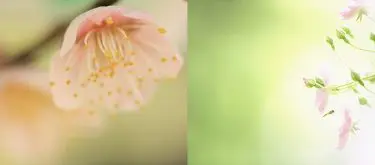 椎崎義之の写真の基本
