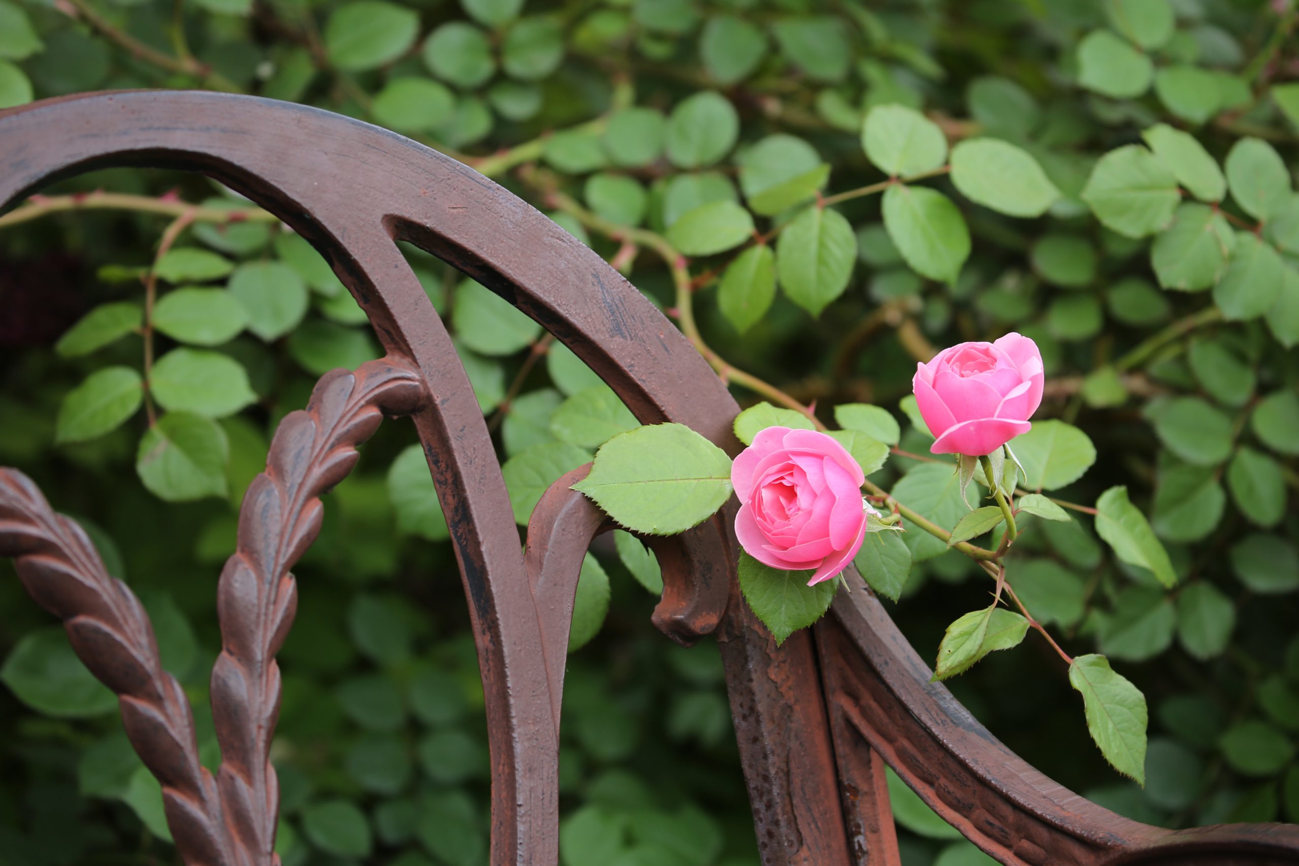 四季を撮る 【薔薇】 ～京成バラ園～