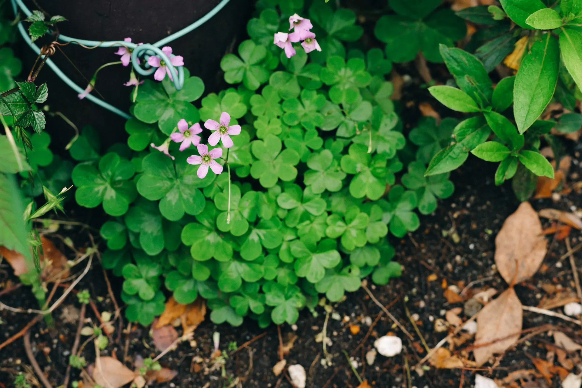 LUMIX S5II + Planar T* 85mm F1.4 ZF
