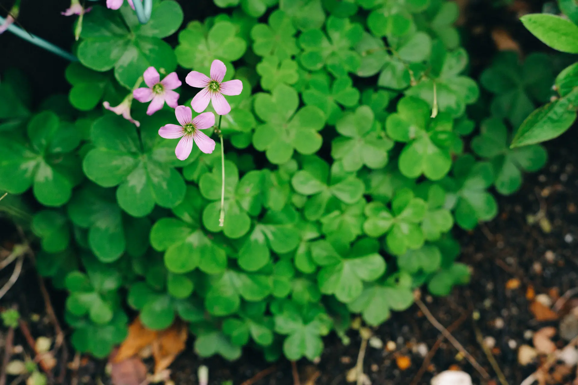 LUMIX S5II + Planar T* 85mm F1.4 ZF + SHOTEN LM-LSL M