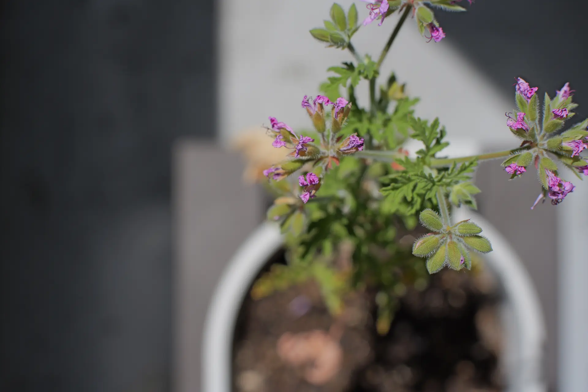 LUMIX S5II + Planar T* 50mm F1.4 ZF + SHOTEN LM-LSL M