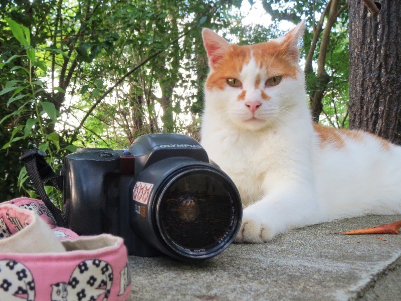 平成レトロのフィルムカメラ オリンパス パノラマ ねこの京都