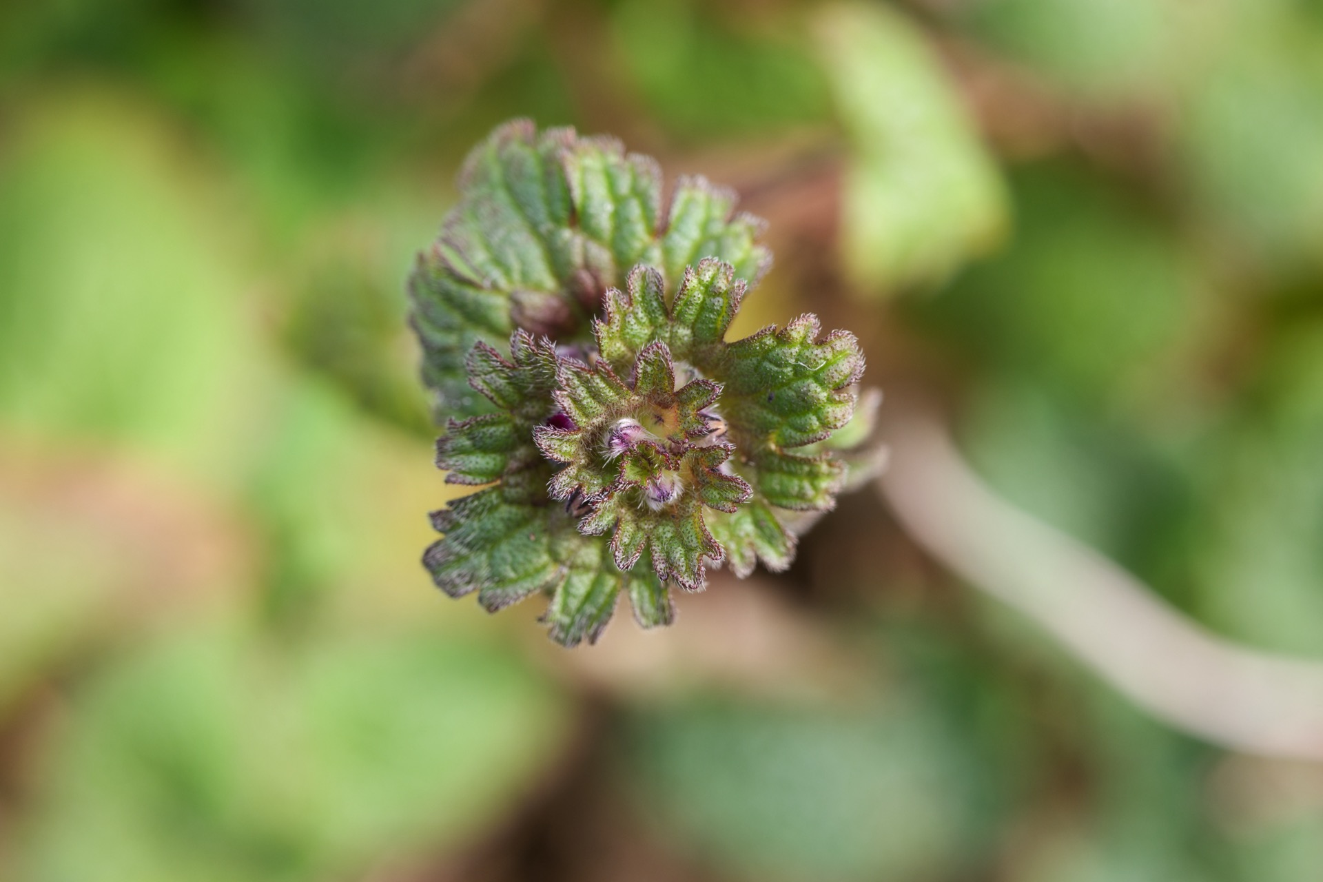 LUMIX S 100mm F2.8 MACRO　SS1/30での手持ち撮影