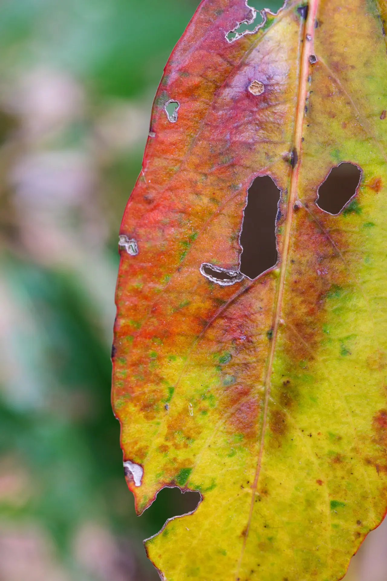 LUMIX S 100mm F2.8 MACRO　枯れた葉の色味が素敵