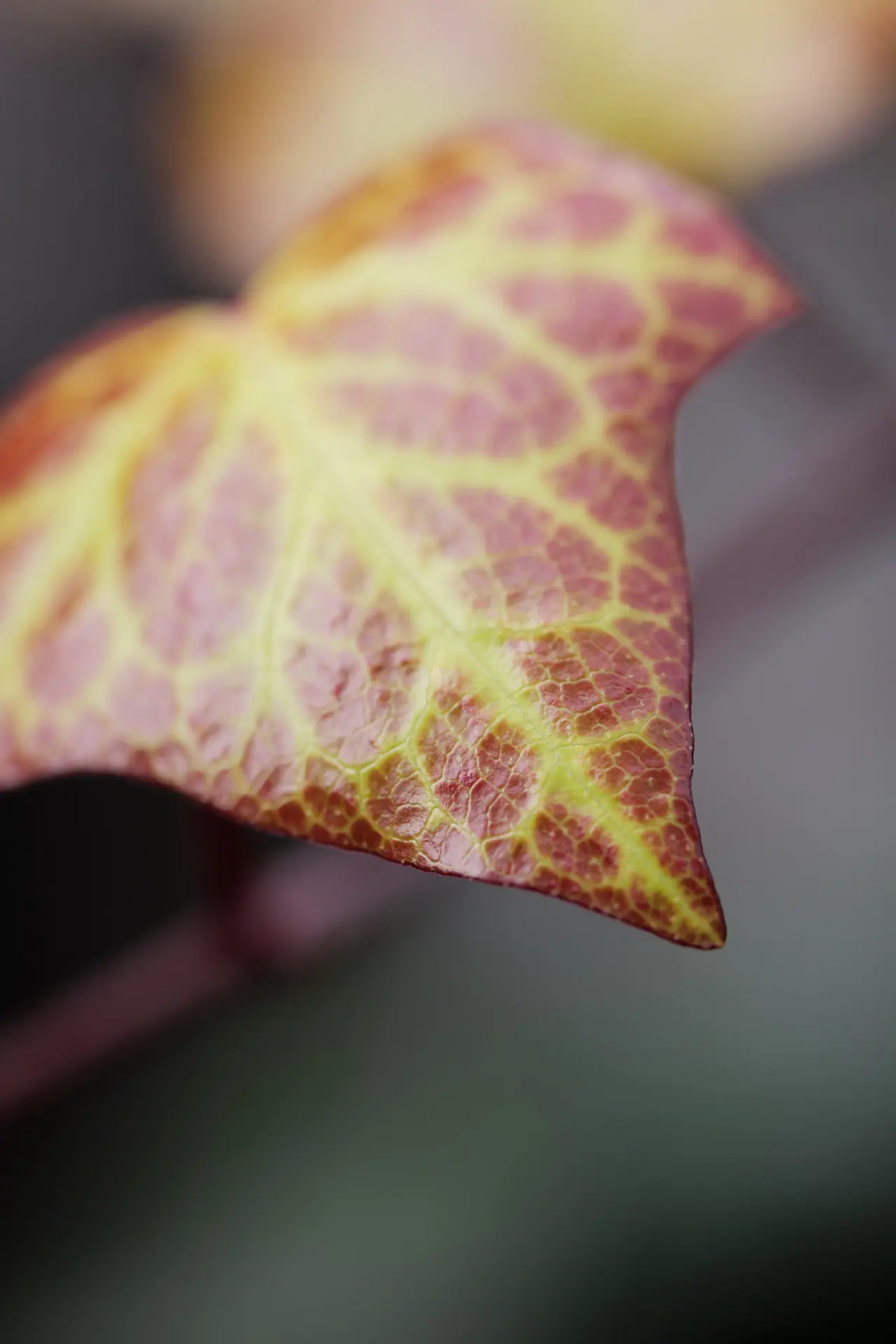 LUMIX S 100mm F2.8 MACRO作例　開放でのマクロ撮影