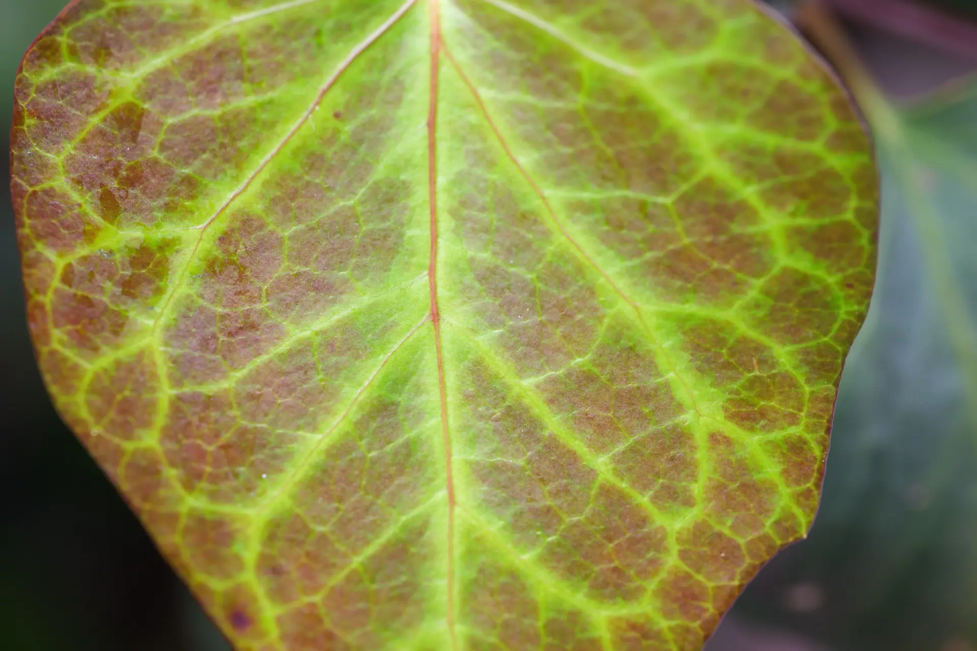 LUMIX S 100mm F2.8 MACRO 葉が隅々までよく写る