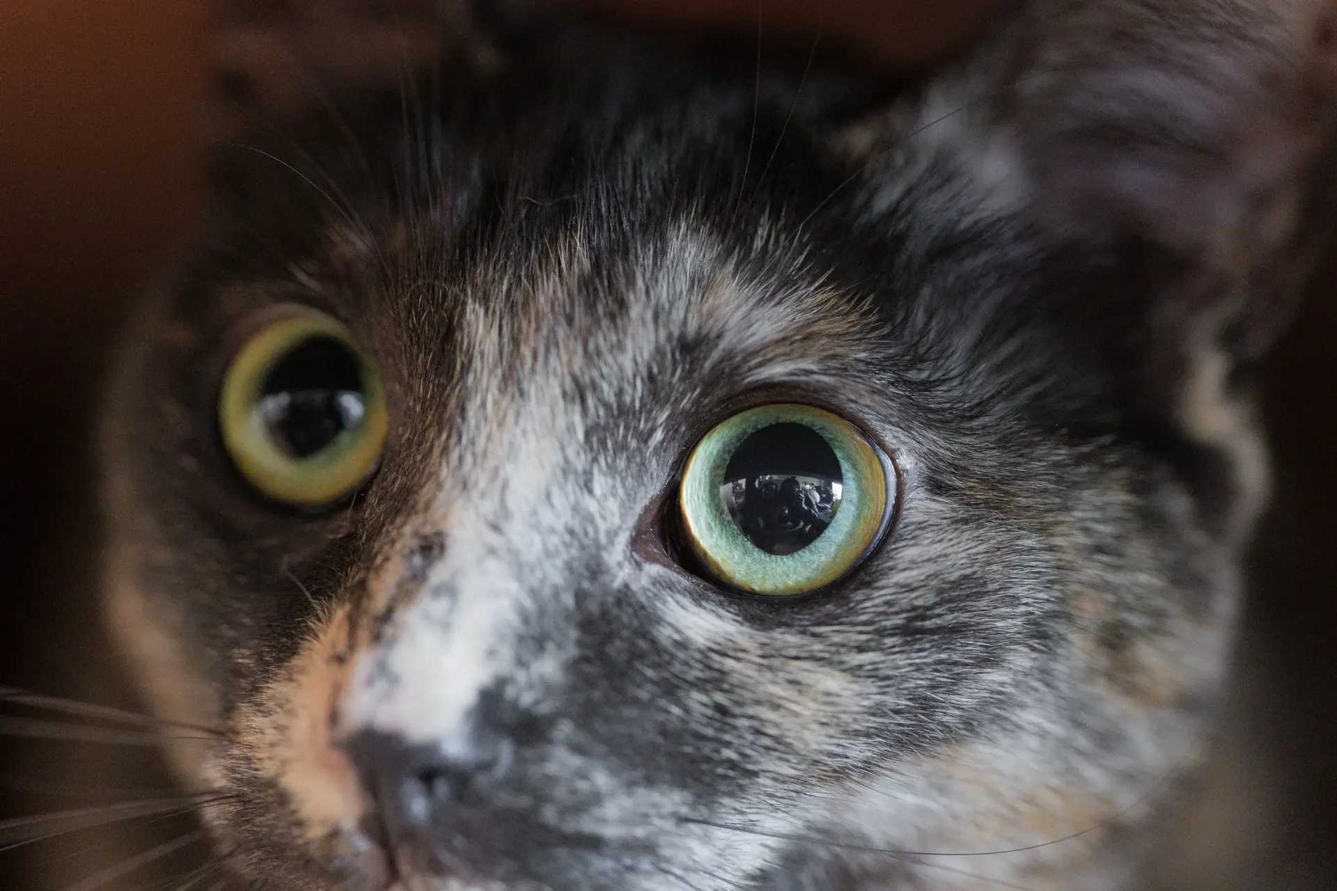 LUMIX S 100mm F2.8 MACRO　猫の顔クローズアップ